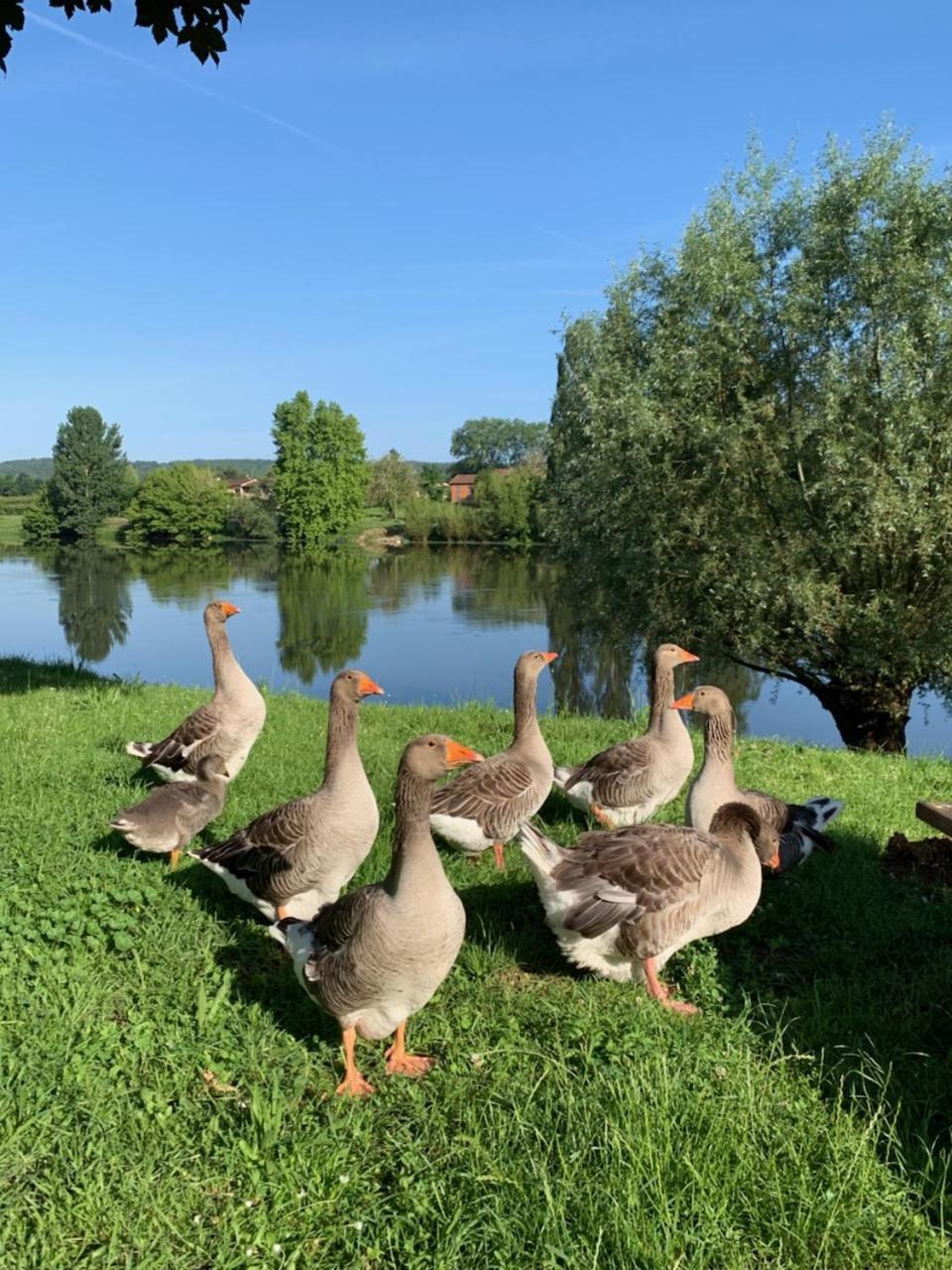 Hotel-Restaurant Cote Rivage Badefols-sur-Dordogne ภายนอก รูปภาพ